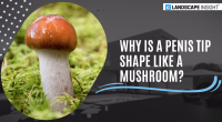 Why Is A Penis Tip Shape Like A Mushroom? Exposing A Recent Tiktok Trend!
