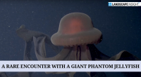 A Rare Encounter with A Giant Phantom Jellyfish