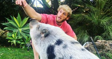 Logan Paul's Former Pet Pig, Pearl, Was Found Alone And Injured In Field!