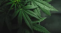 The Science of Cannabis: How Marijuana Affects Brain Health
