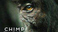 Chimp Empire Season 2 Release Date