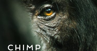 Chimp Empire Season 2 Release Date