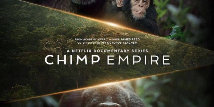Chimp Empire Season 2 Update