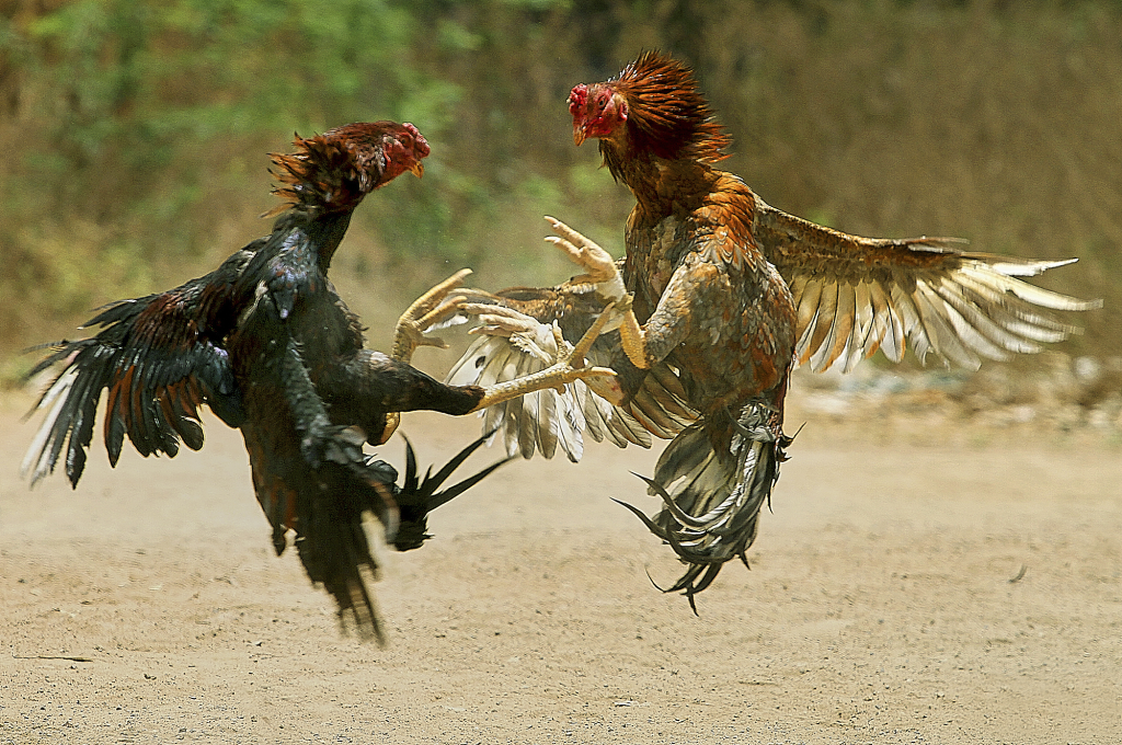 Combatting Cockfighting in Hawaii: Urgent Need for Action