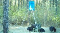 With more bear sightings, Texas officials offer advice on how to be safe