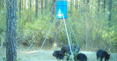 With more bear sightings, Texas officials offer advice on how to be safe